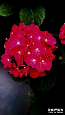 【时光留影】+那些花儿