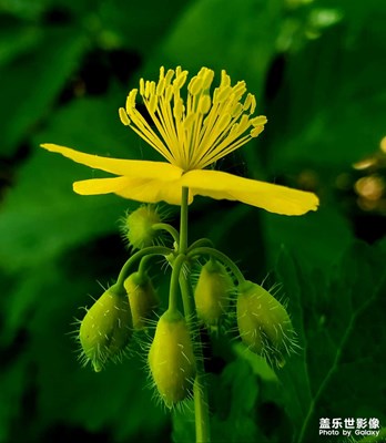【时光留影】+花香四溢