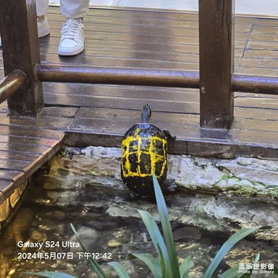 【时光留影】+春江水暖鸭先知