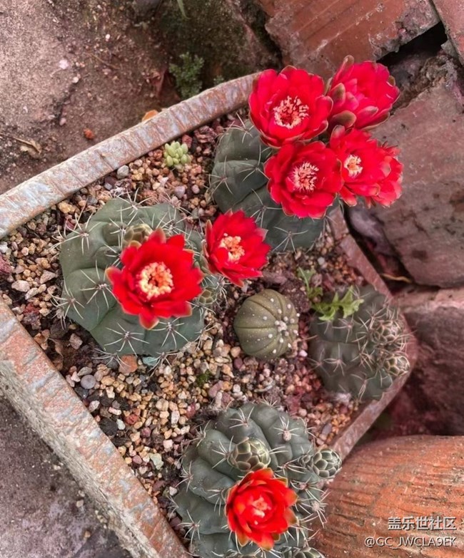 【轻夏趣生活】开花