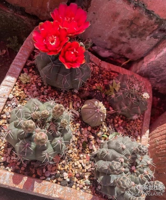 【轻夏趣生活】开花