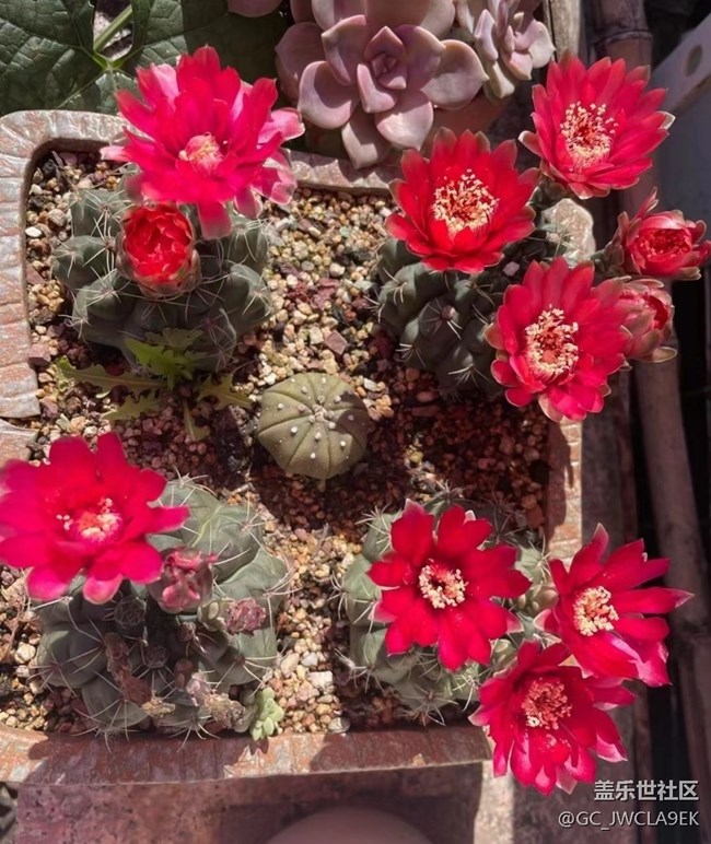 【轻夏趣生活】开花