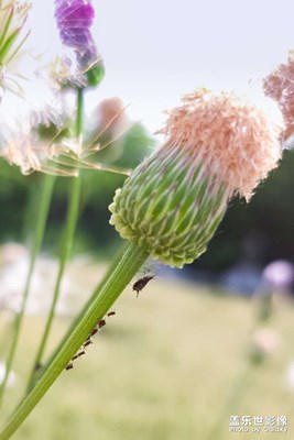 【时光留影】夏日序曲