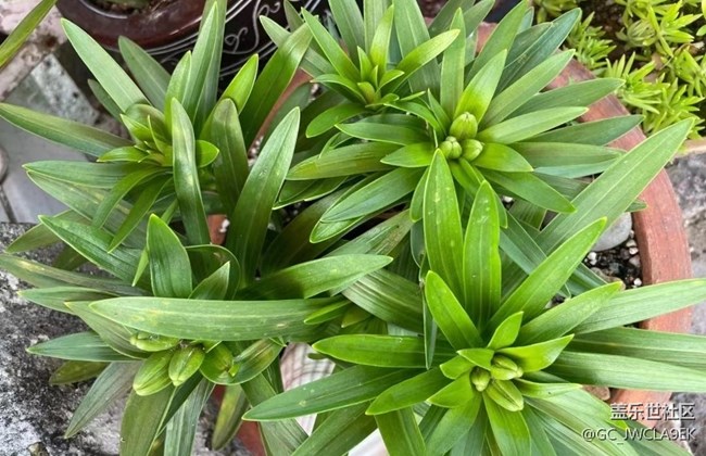 【轻夏趣生活】开花