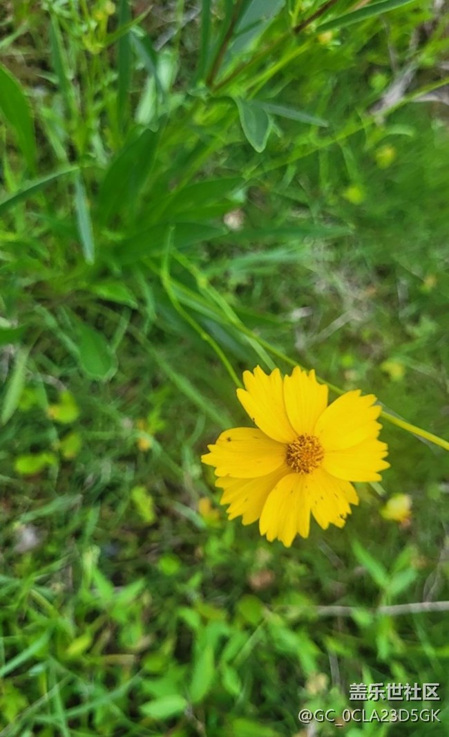 【轻夏趣生活】花草世界