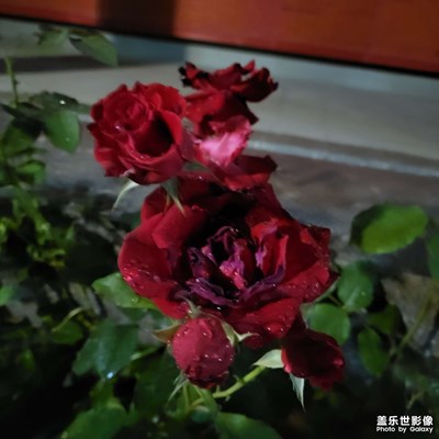 【时光留影】+ 夜雨花朵
