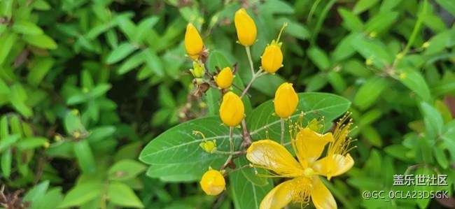 【轻夏趣生活】花草世界