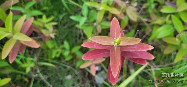 【轻夏趣生活】花草世界