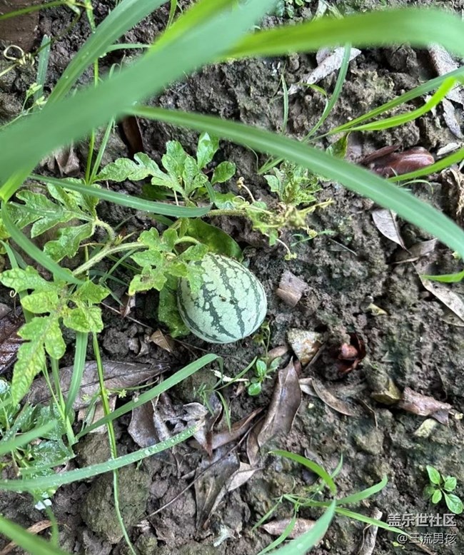 【初夏的颜色】后院