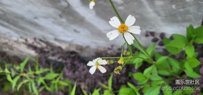 【轻夏趣生活】花草世界