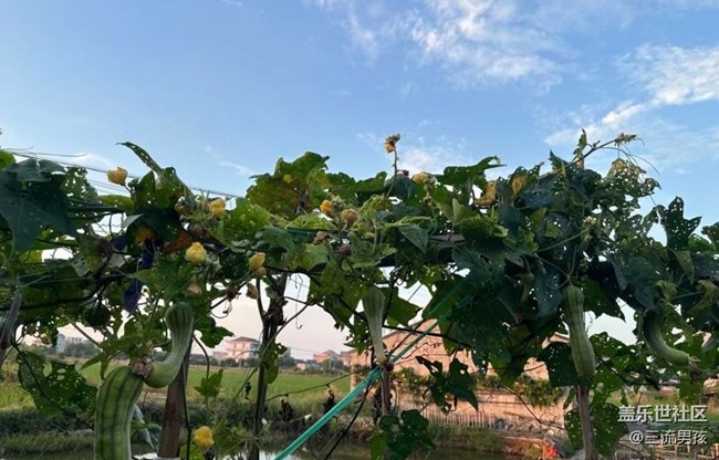 【初夏的颜色】后院
