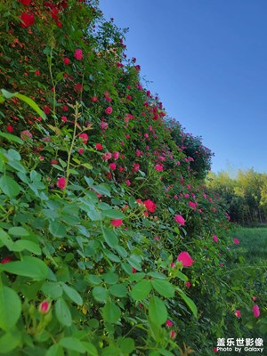 【时光留影】+ 花开半夏