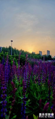 【时光留影】+ 夏日晨景