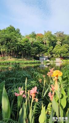 绿荫