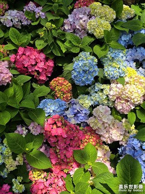 【时光留影】绣球花儿开