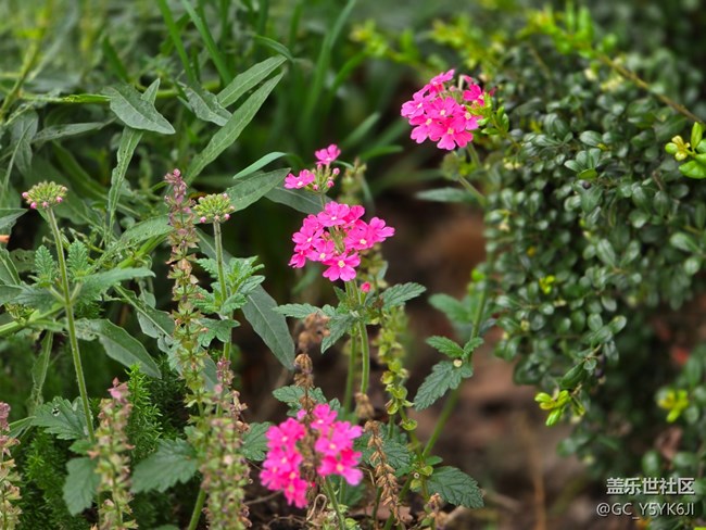 #五月的休闲时光——绿地