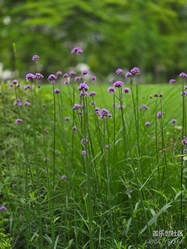 #五月的休闲时光——绿地