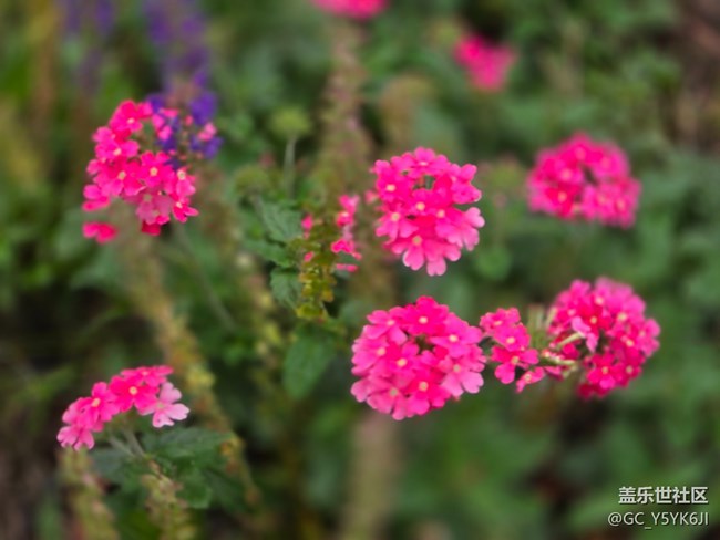 #五月的休闲时光——绿地