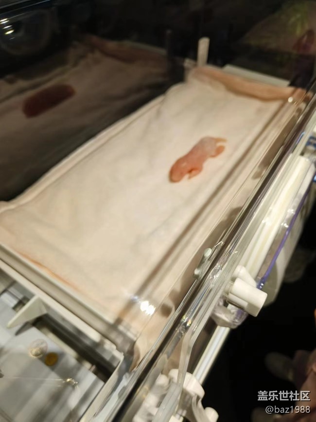 【熊猫星球光影展】+三星带您看大熊猫