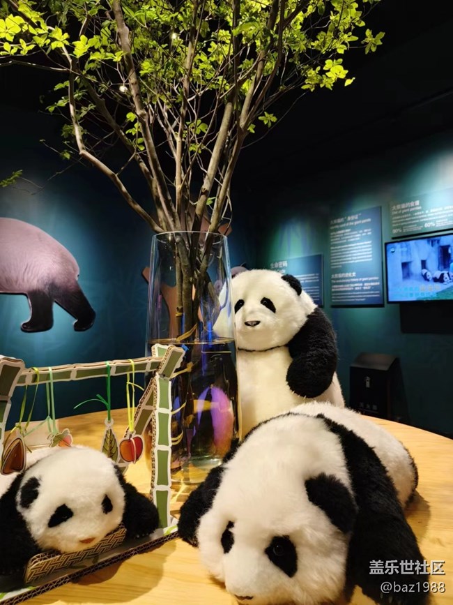 【熊猫星球光影展】+三星带您看大熊猫