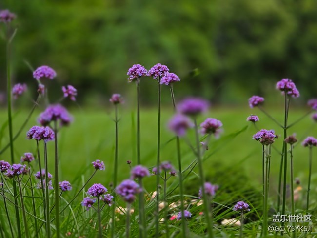 #五月的休闲时光——绿地