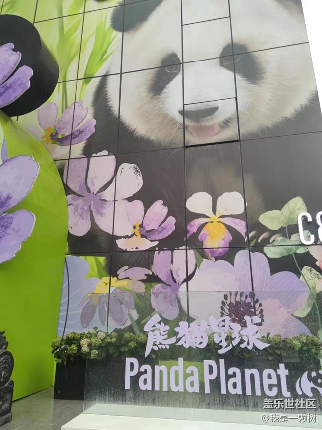 【熊猫星球光影展】+用三星手机找寻我最爱的Panda