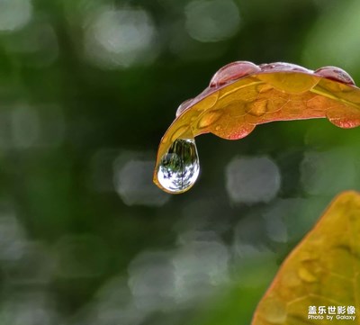 长焦微距之雨滴