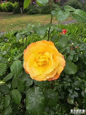 雨后月季