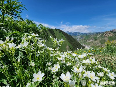 【寻光猎影】山花烂漫果子沟