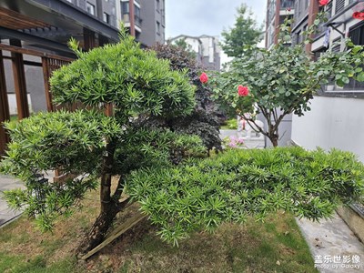 随手一拍