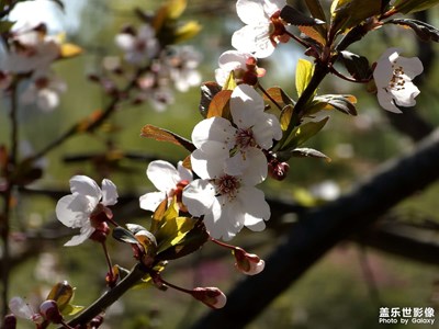 【寻光猎影】镜头里的花与叶