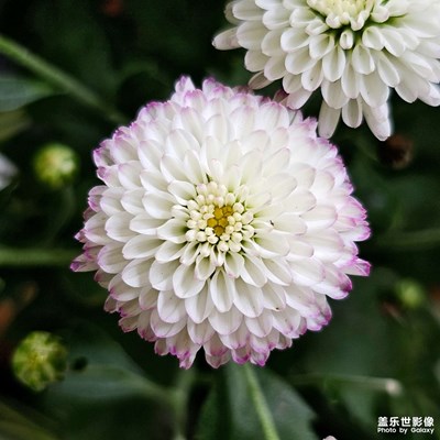 【寻光猎影】+ 赏花