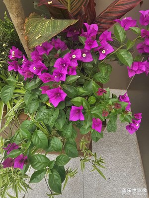 美丽的花