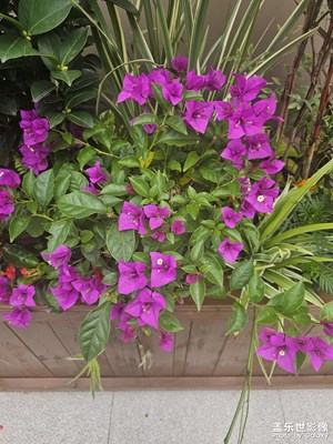 花开富贵