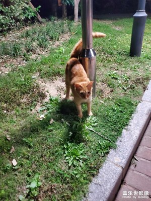 【寻光猎影】+ 流浪猫