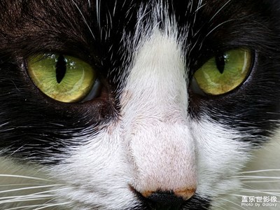 猫儿眼