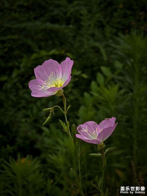 路边小花
