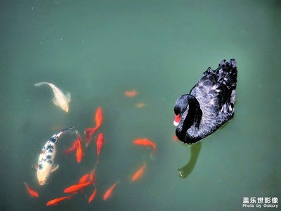 【浓情端午】黑天鹅与锦鲤