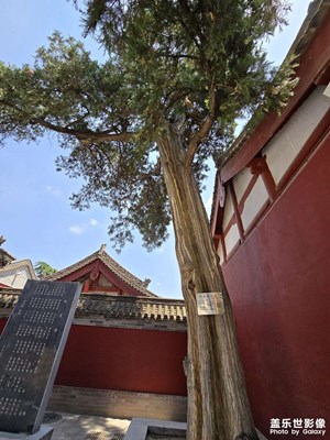 【浓情端午】+古树下的愿望