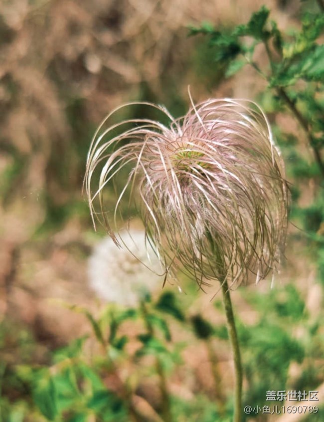 【色彩与光影的邂逅】树木和花草