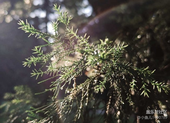 【色彩与光影的邂逅】树木和花草