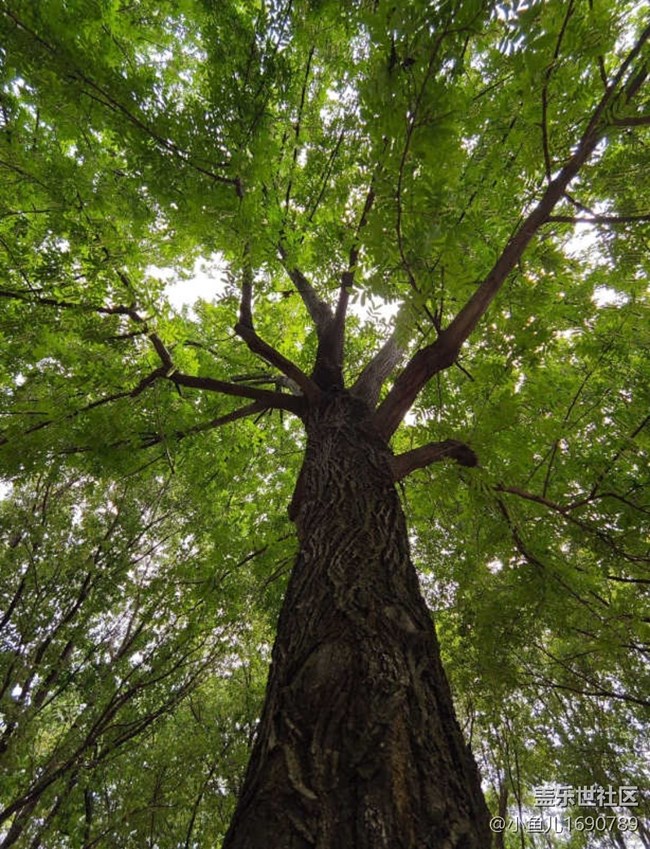 【色彩与光影的邂逅】树木和花草