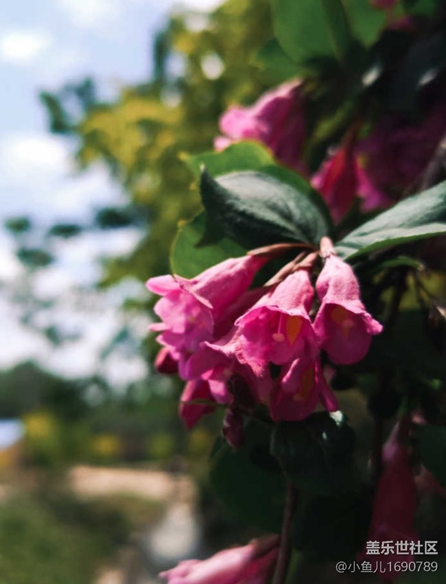 【色彩与光影的邂逅】树木和花草