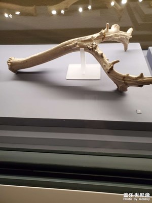 【浓情端午】+ 野生动物展
