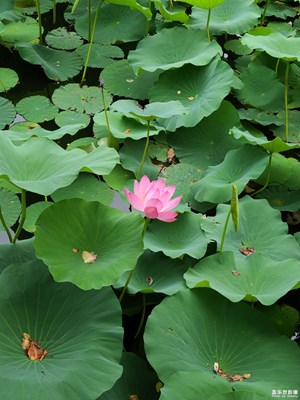 【浓情端午】赏荷