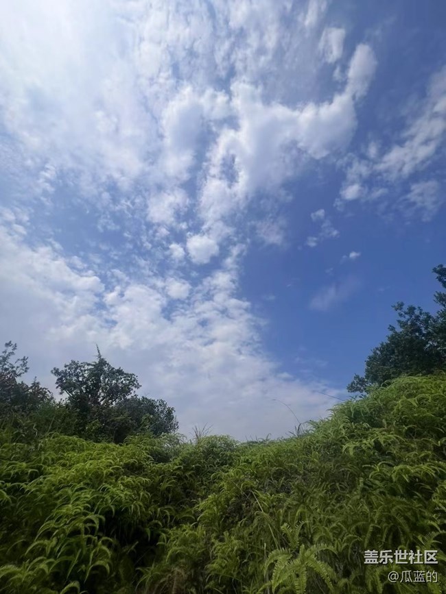 【绿意涌动的初夏】杨梅采摘