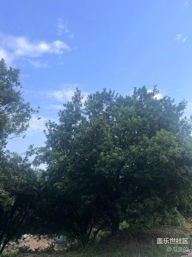【绿意涌动的初夏】杨梅采摘