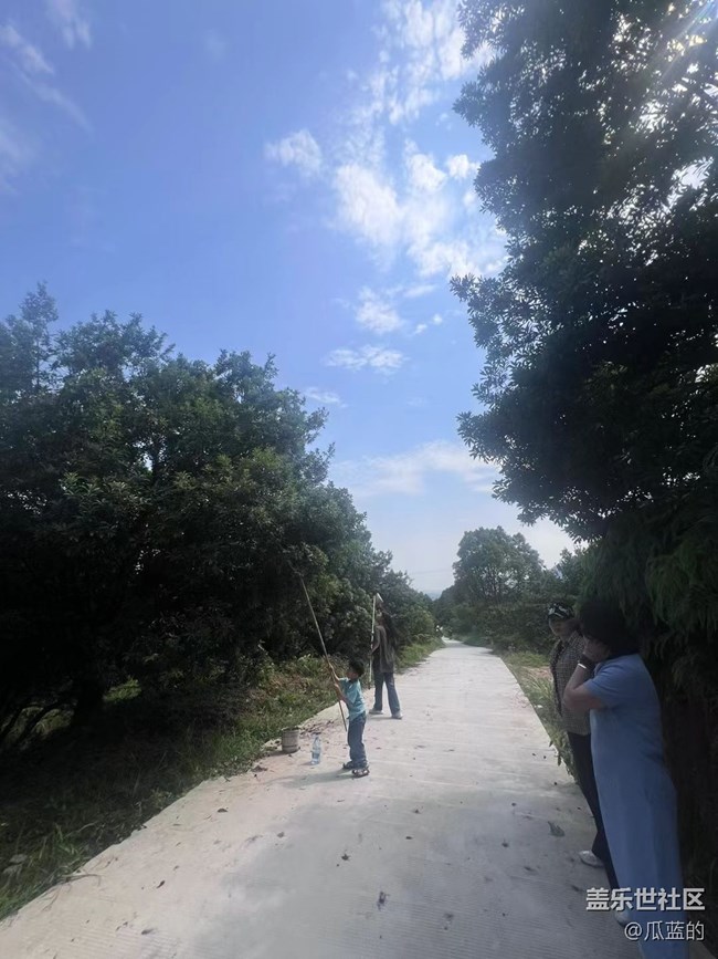 【绿意涌动的初夏】杨梅采摘