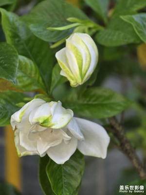 栀子花开