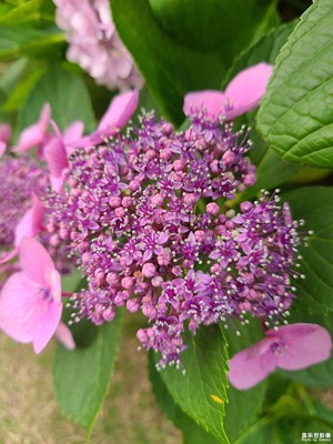 【浓情端午】美丽绣球花